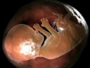 Коран об эмбриональном развитии человека